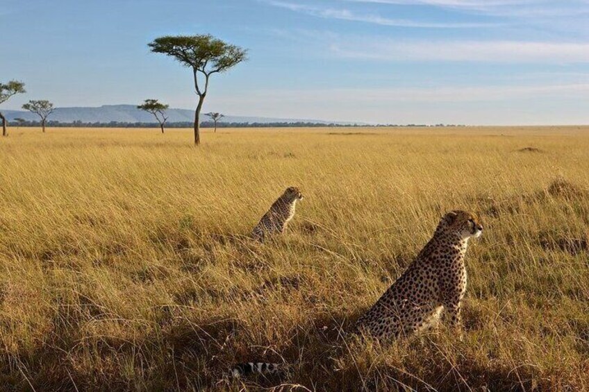 3-Day Masai Mara Group Joining Safari Adventure