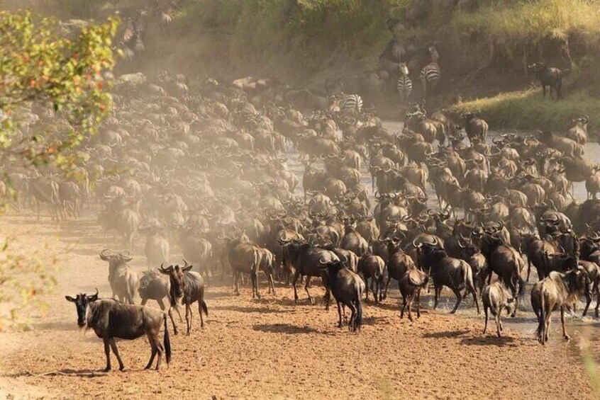 3-Day Masai Mara Group Joining Safari Adventure