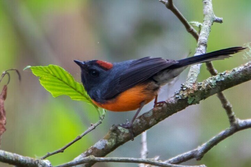 Slate-throated Redstar (Myioborus miniatus)