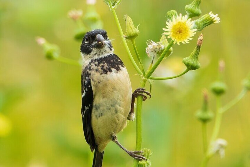 Morelet's Seedeater (Sporophilia morelleti)