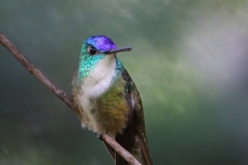 Azure-crowned Hummingbird (Saucerottia cyanocepala)