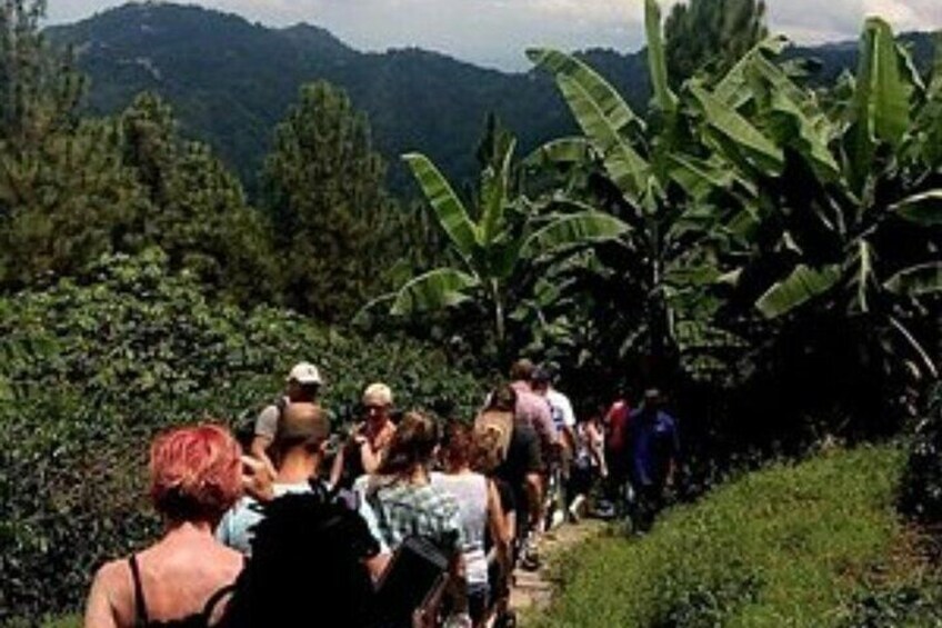 Kingston & Blue Mountain Adventure