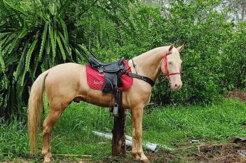Horseback Riding tour near Santo Domingo with pick up and dropoff