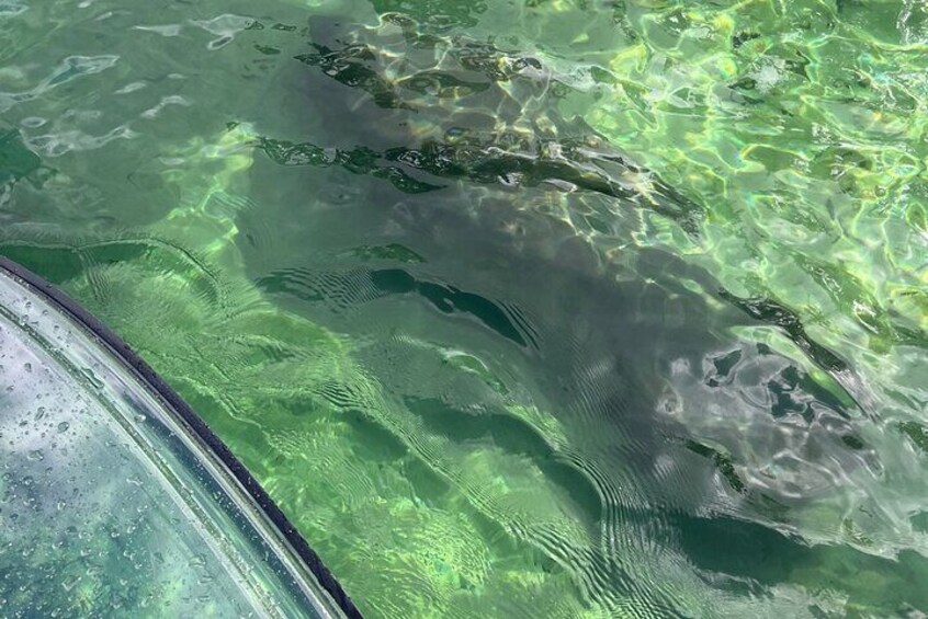 Weeki Wachee Clear Paddle Board Tours Manatee Season November 15th-March 31st