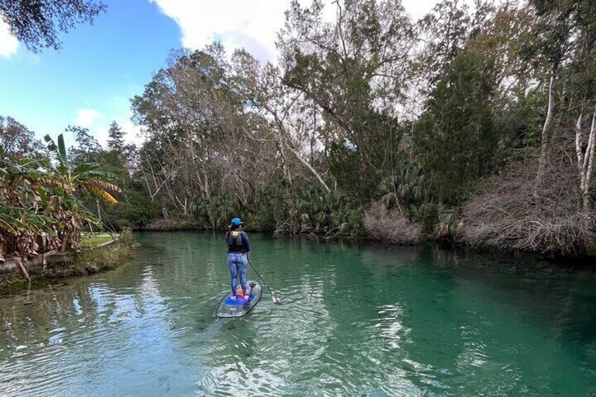 Weeki Wachee Clear Paddle Board Tours Manatee Season November 15th-March 31st