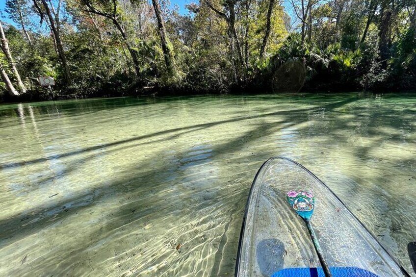 Weeki Wachee Clear Paddle Board Tours Manatee Season November 15th-March 31st