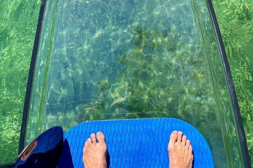 Weeki Wachee Clear Paddle Board Tours Manatee Season November 15th-March 31st
