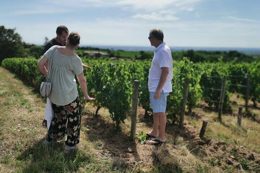 Beaujolais Wine Tasting Day Tour from Lyon