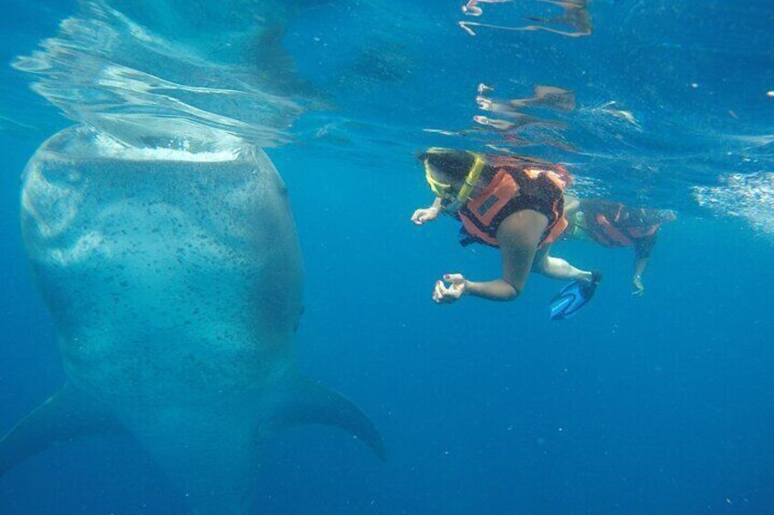 Full-Day Whale Shark Tour Puerto Morelos with Pickup and Lunch