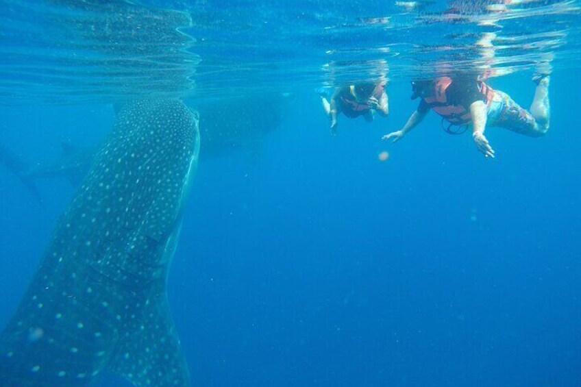 Full-Day Whale Shark Tour Puerto Morelos with Pickup and Lunch