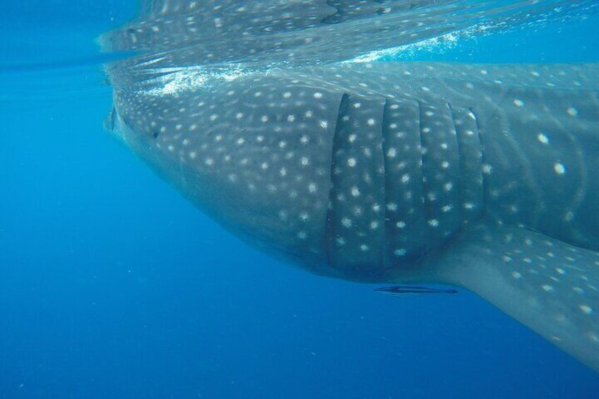 Full-Day Whale Shark Tour Puerto Morelos with Pickup and Lunch