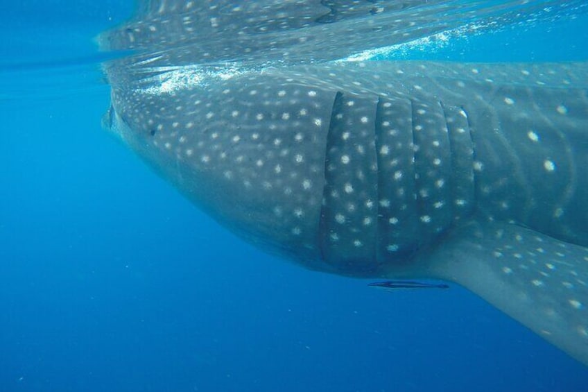 Full-Day Whale Shark Tour Puerto Morelos with Pickup and Lunch