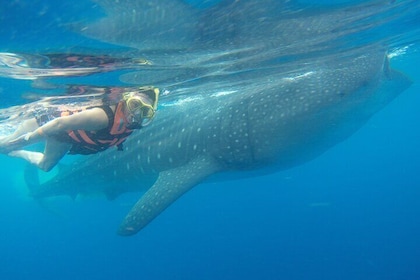 Heldags Whale Shark Tour Puerto Morelos med upphämtning och lunch
