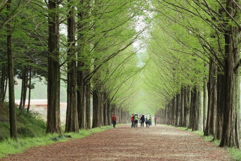 Nami Island & Petite France & Gangchon Rail Bike One-Day Tour 