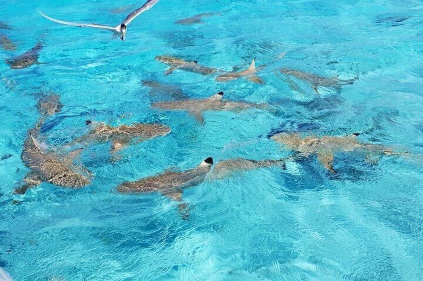 3 hours of Private Tour on the Lagoon