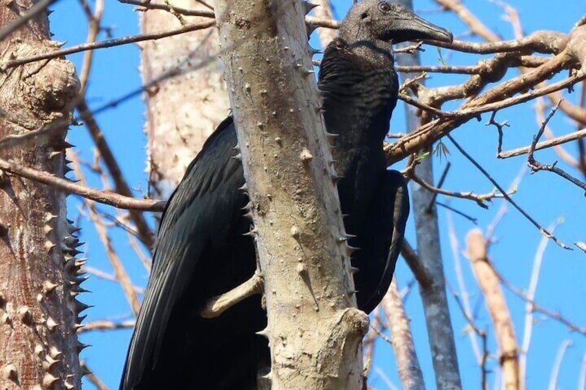 Tamarindo Mangrove Forest National Park kayaking