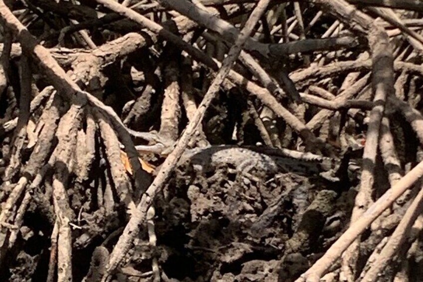 Tamarindo Mangrove Forest National Park kayaking