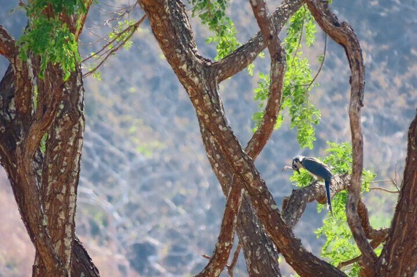 Tamarindo Mangrove Forest National Park kayaking