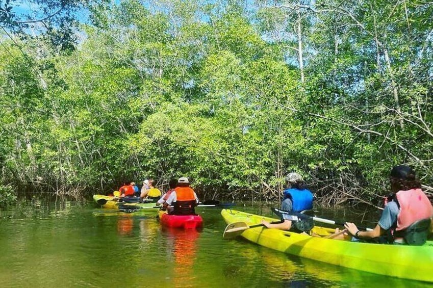 Mangrove Forest National Marine Park Kayak Tour