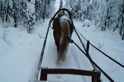 Private Sleigh Ride with Finnhorse