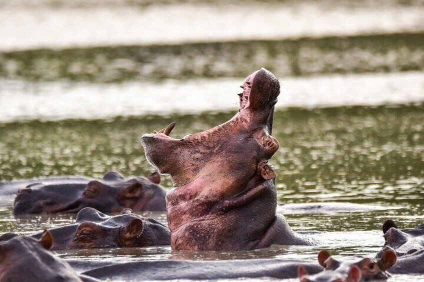 Hippo