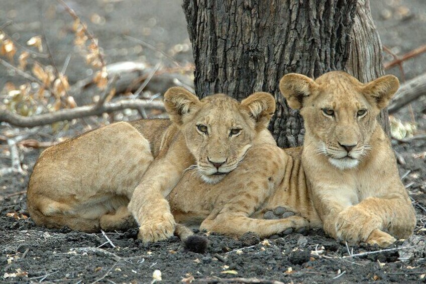 Lions cubs