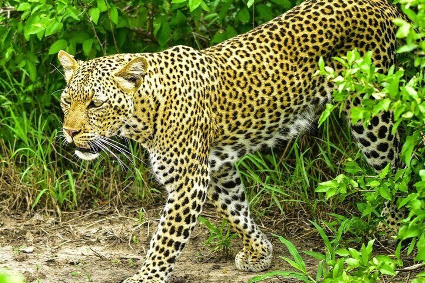 Leopard