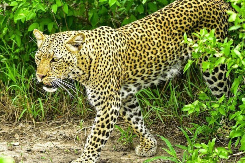 Leopard