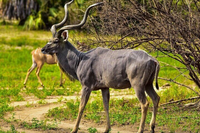 Greater Kudu