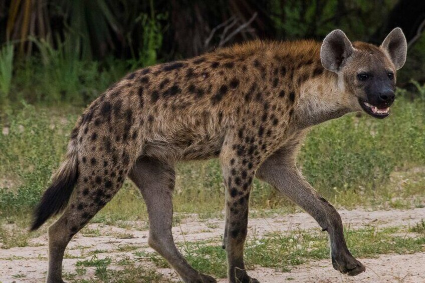 Spotted Hyena