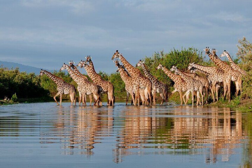 A tower of Giraffes