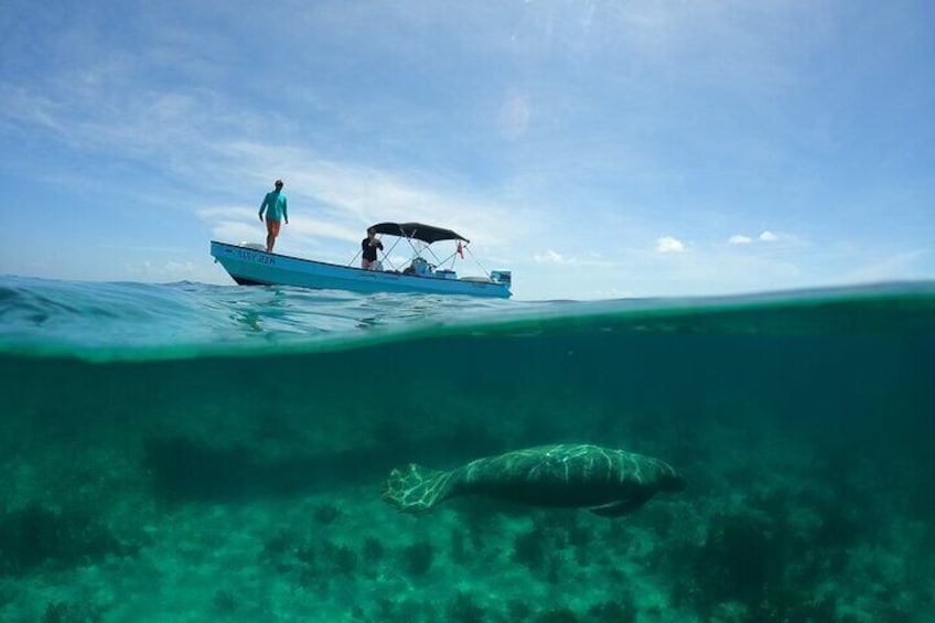 Hol Chan Snorkeling Tour