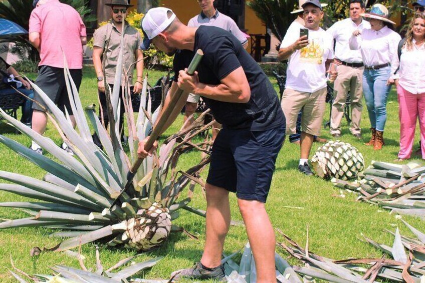 Full Day Private Tour in Tequila and Tequilera Cava de Oro