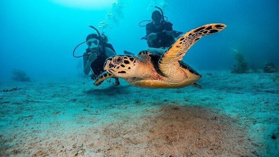 Full-day 2 Guided Dives for Certified Divers in Fujairah w/ Lunch