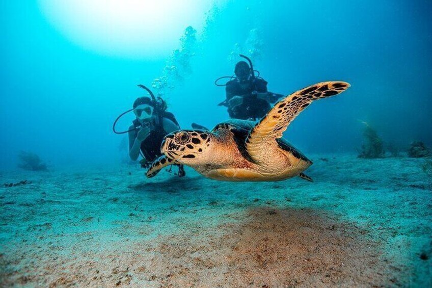 Full-day 2 Guided Dives for Certified Divers in Fujairah w/ Lunch