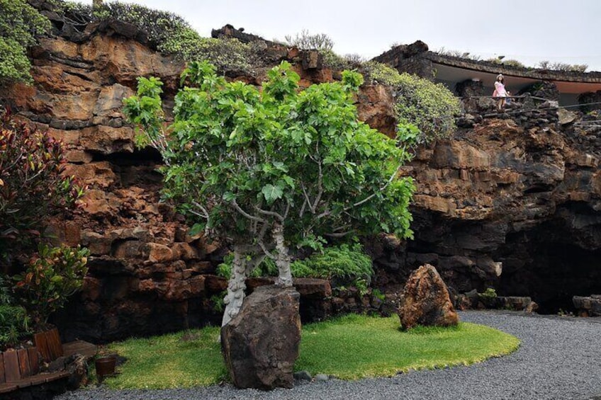 Tour of Jameos del Agua Viewpoint and Valley of 1000 Palm Trees for cruise passengers