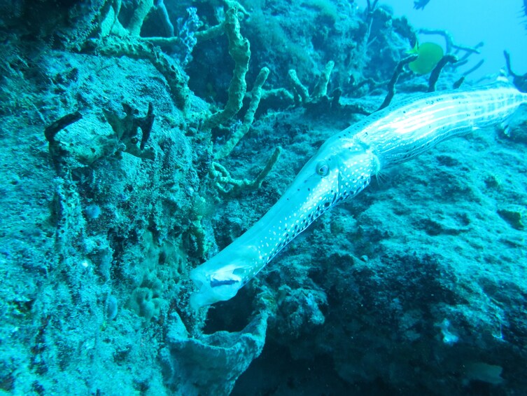 Palm Beach and Fort Lauderdale Ship Wreck Trek 3 Days of Wreck Diving