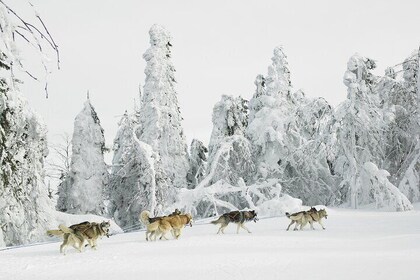 Husky Sledding Tour