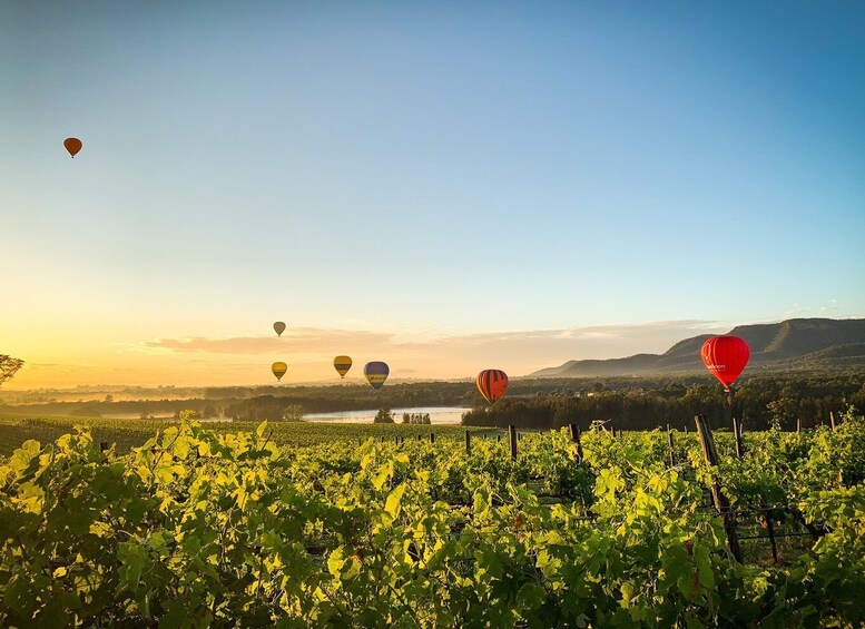 Picture 4 for Activity Hunter Valley: Sunrise Balloon Ride with Bubbly Breakfast