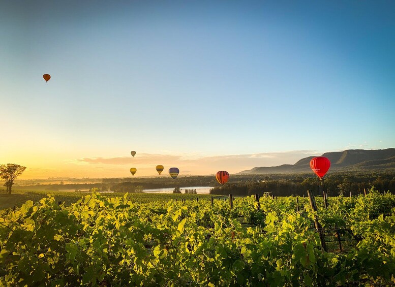 Picture 4 for Activity Hunter Valley: Sunrise Balloon Ride with Bubbly Breakfast