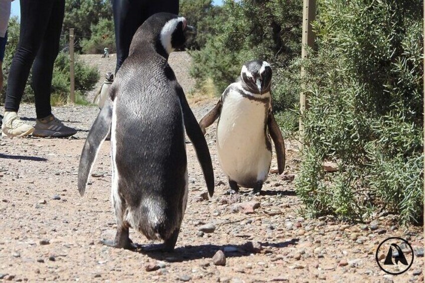 Punta Tombo with Puerto Madryn Shore Excursions Tours