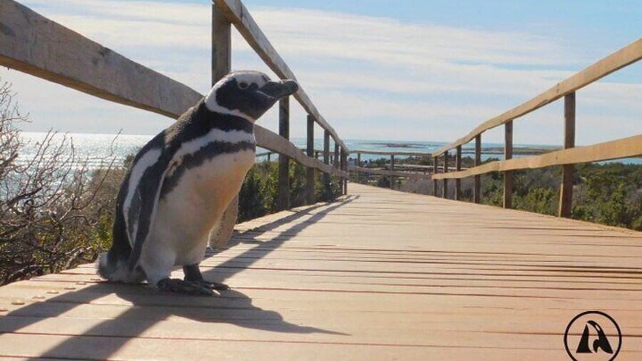 Punta Tombo with Puerto Madryn Shore Excursions Tours