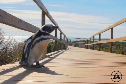 Shore Tours Punta Tombo Cruise Ship Passengers Puerto Madryn