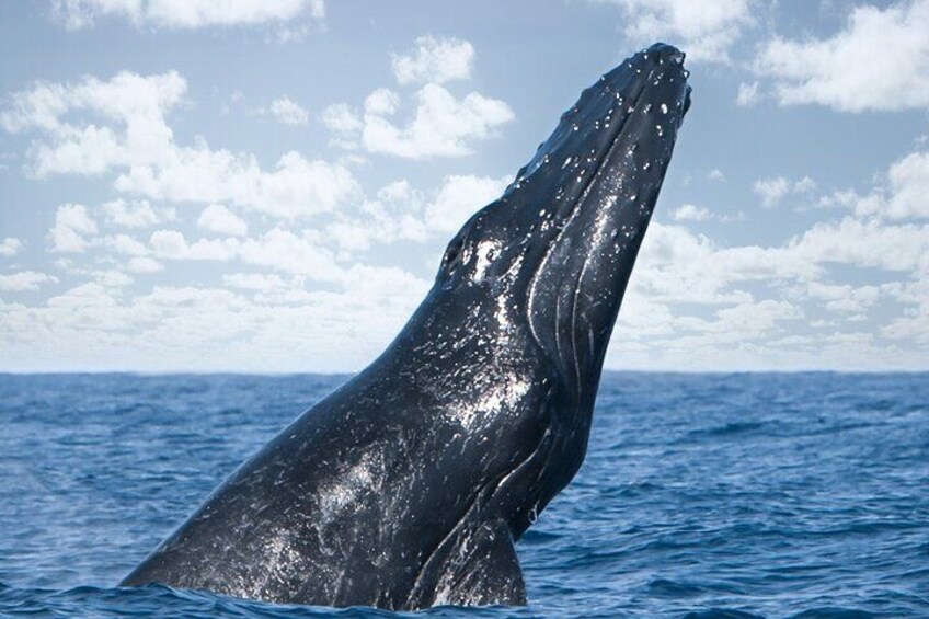 Kohola (whale) Watching Excursion