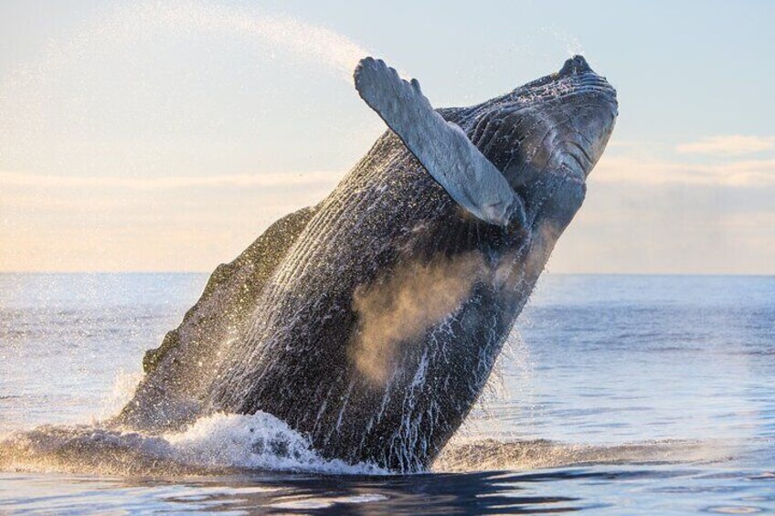 Kohola (whale) Watching Excursion