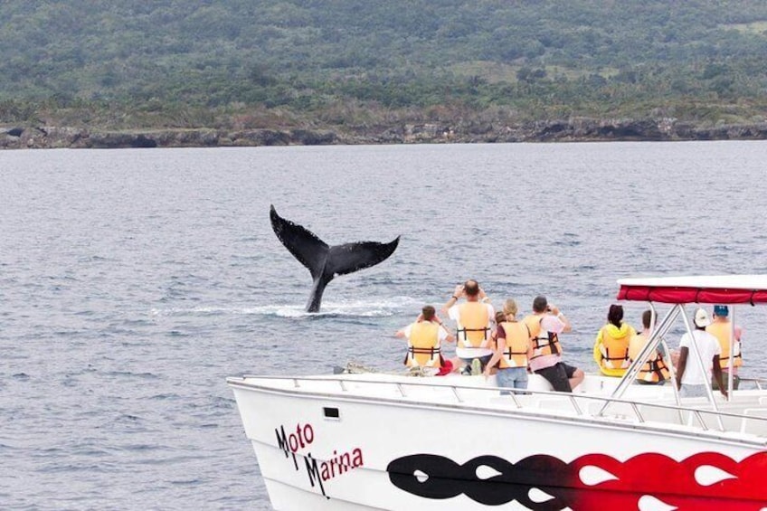 Whale watch tour from Santo Domingo with Bacardi Island and lunch included