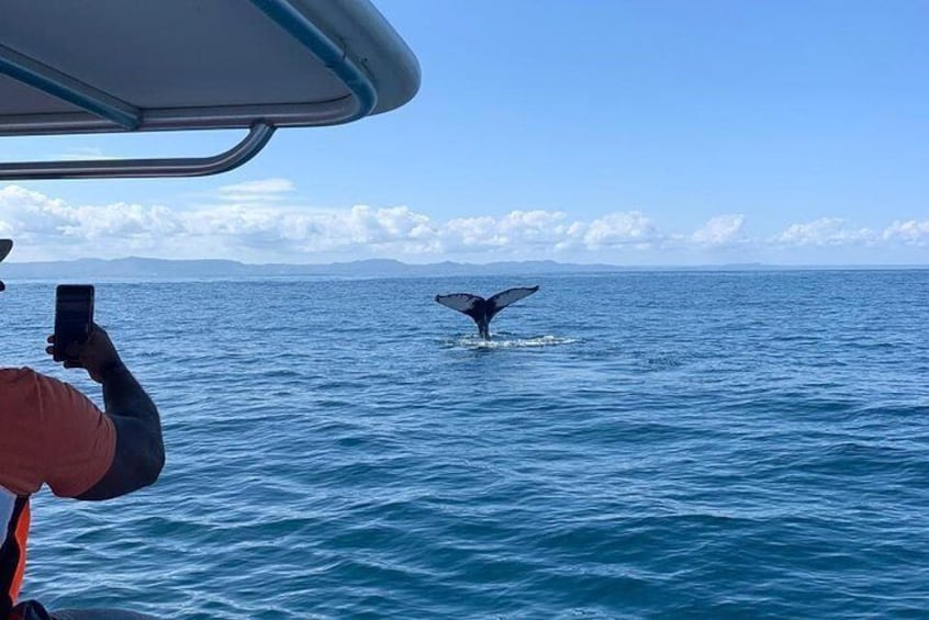 Whale watch tour from Santo Domingo with Bacardi Island and lunch included