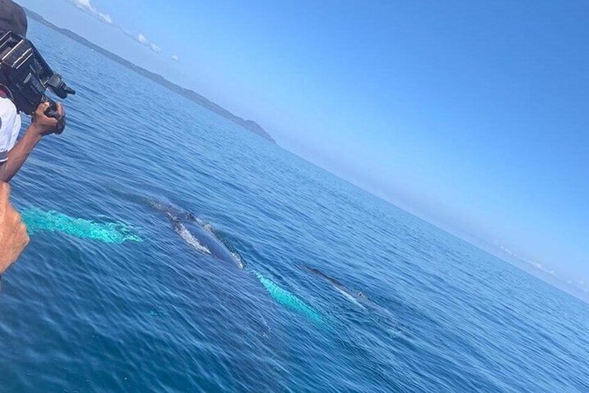 Whale watch tour from Santo Domingo with Bacardi Island and lunch included