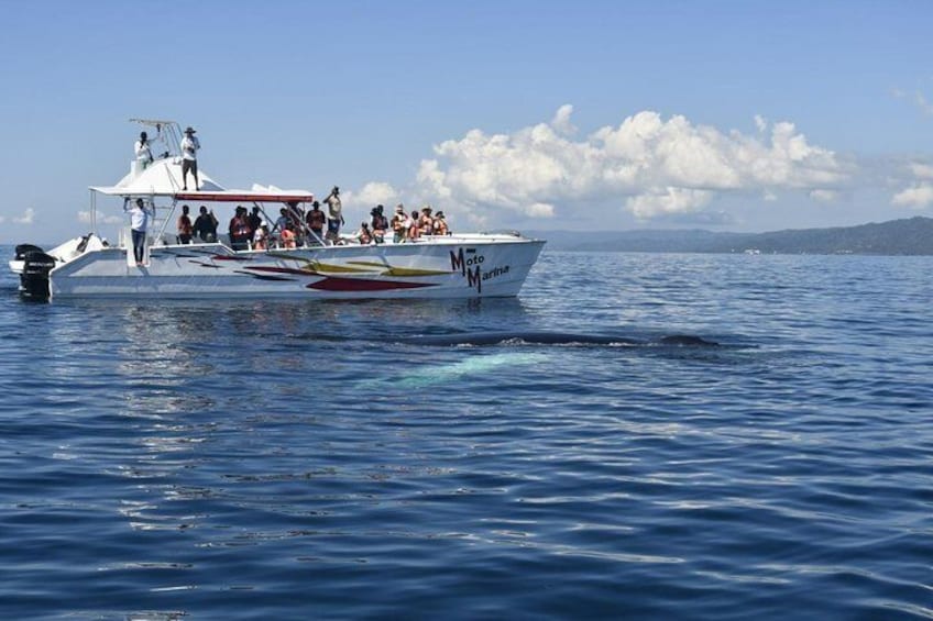 Whale watch tour from Santo Domingo with Bacardi Island and lunch included