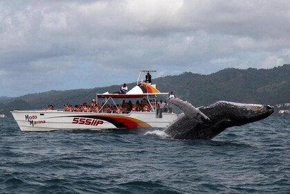 Whale watch tour from Santo Domingo with Bacardi Island and lunch included